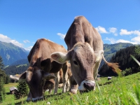 3 Tage Tiroler Schätze mit Zillertaler Schmankerln